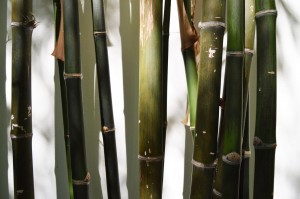 bambus-planter-bambusbiksen